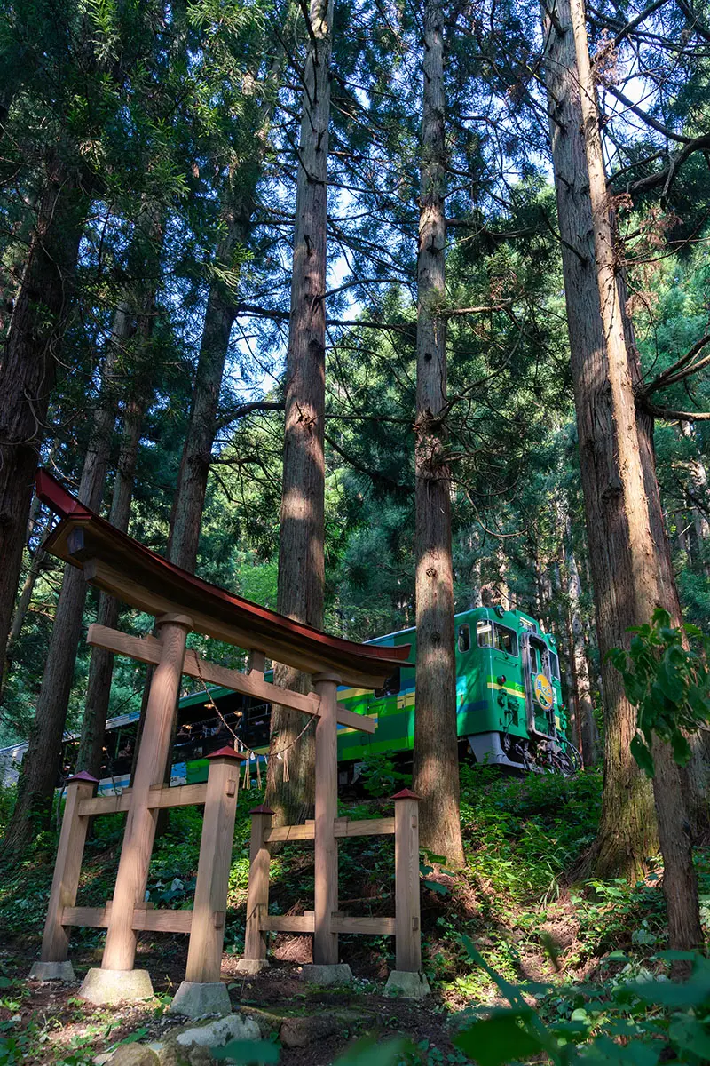 作品名稱：杉林中吹拂的夏風