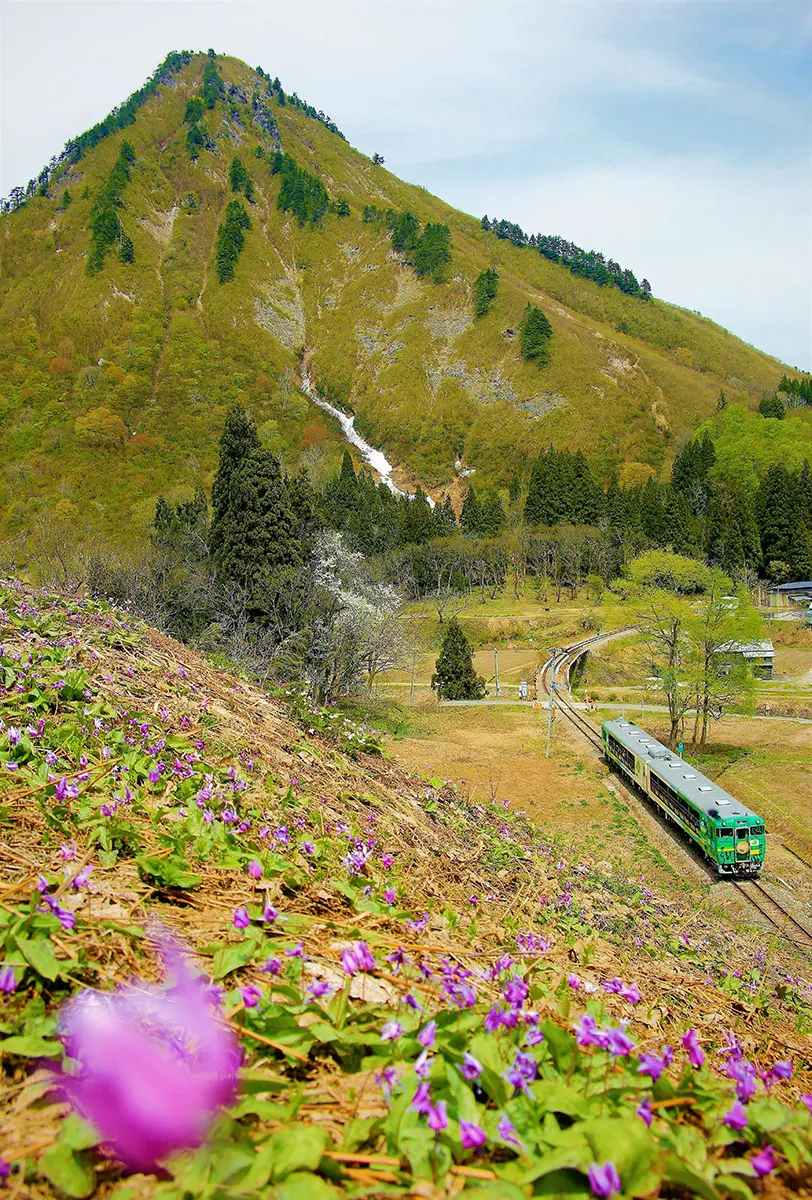作品名稱：片栗花盛開之時