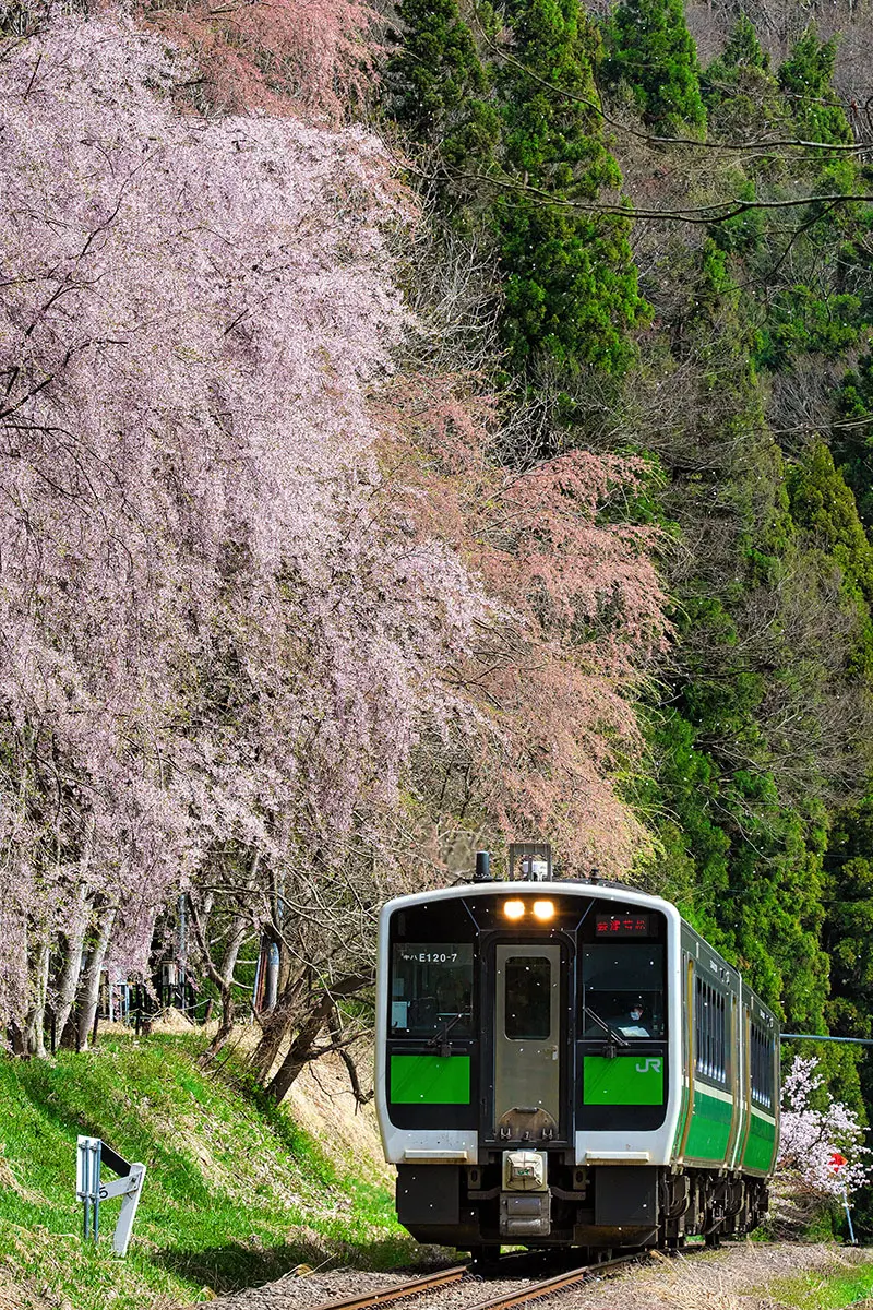 作品名稱：櫻花飄落