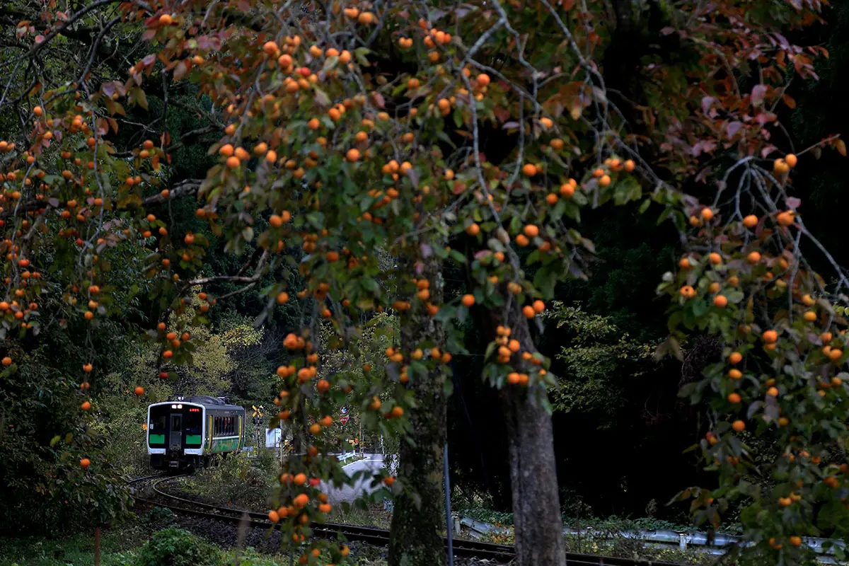 作品名稱：秋日的色彩