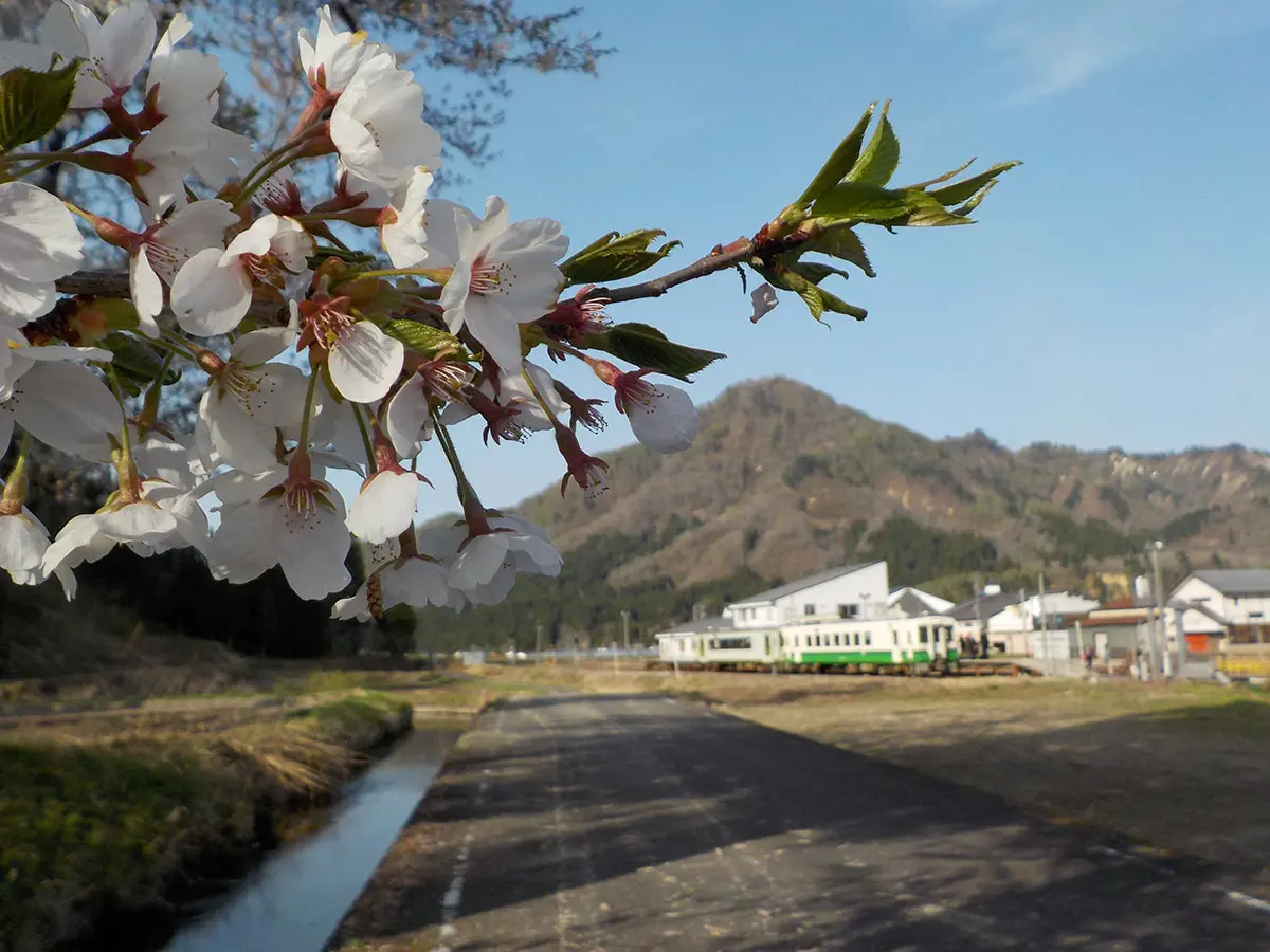 作品名稱：櫻花盛開