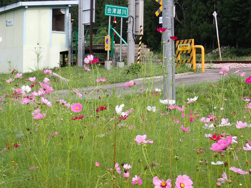 コスモスがすてきなコスガワ駅