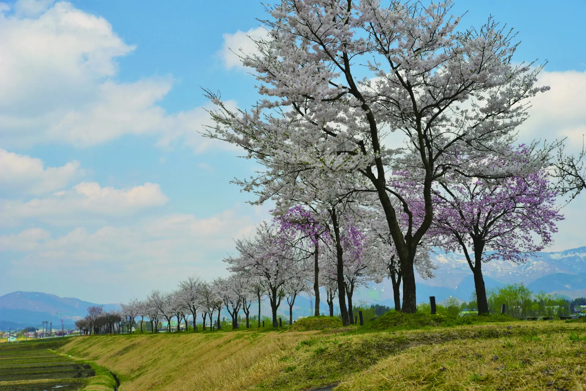 魚野川桜づつみ